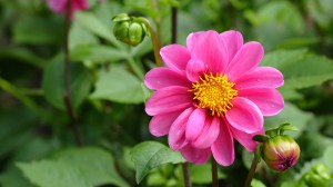 dahlia-flower,google image