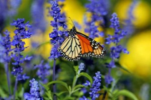 nature-gardens-300x199,google image